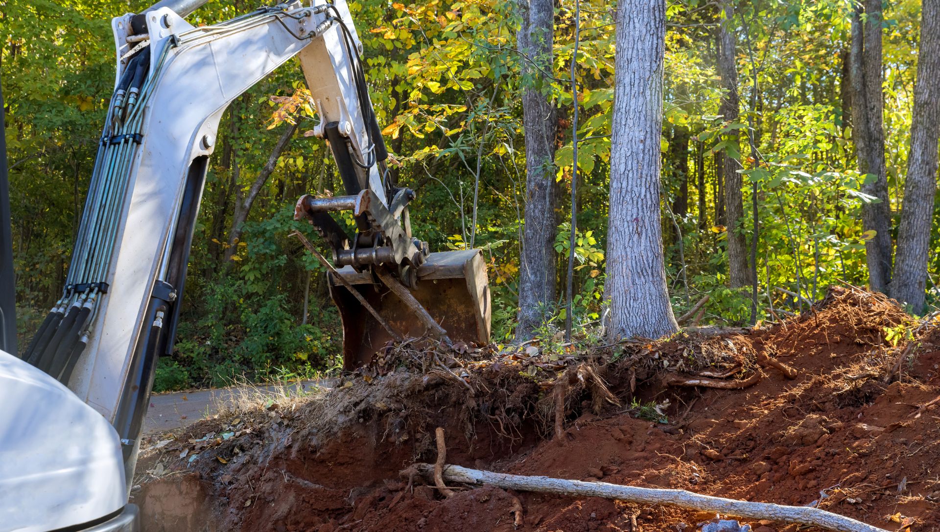 How to Know When a Tree Needs to Be Removed