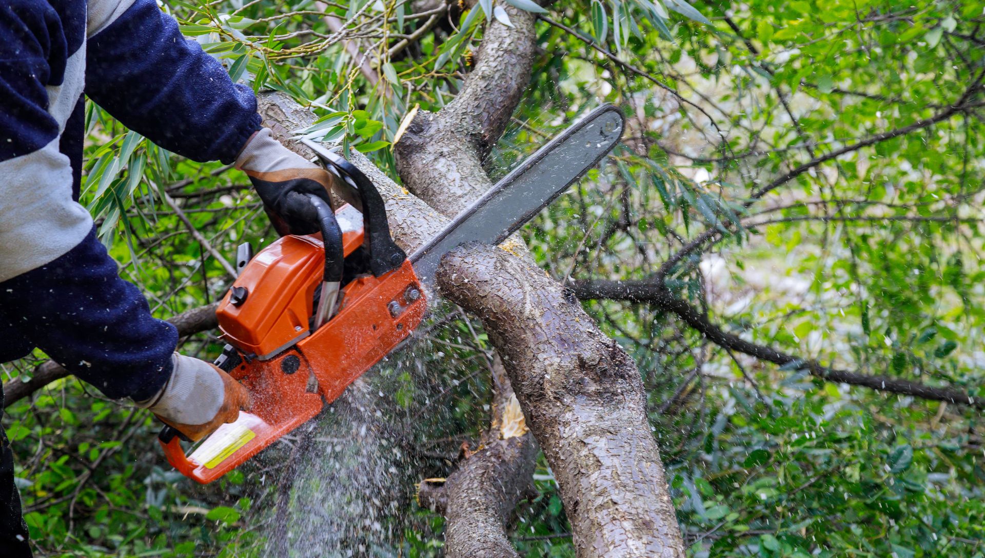 Tree Trimming vs. Pruning_ What’s the Difference