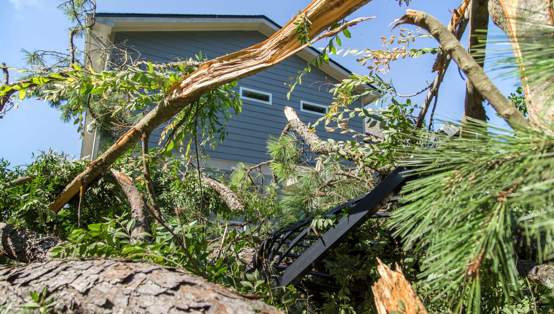 What to Do After Storm Damage to Your Trees