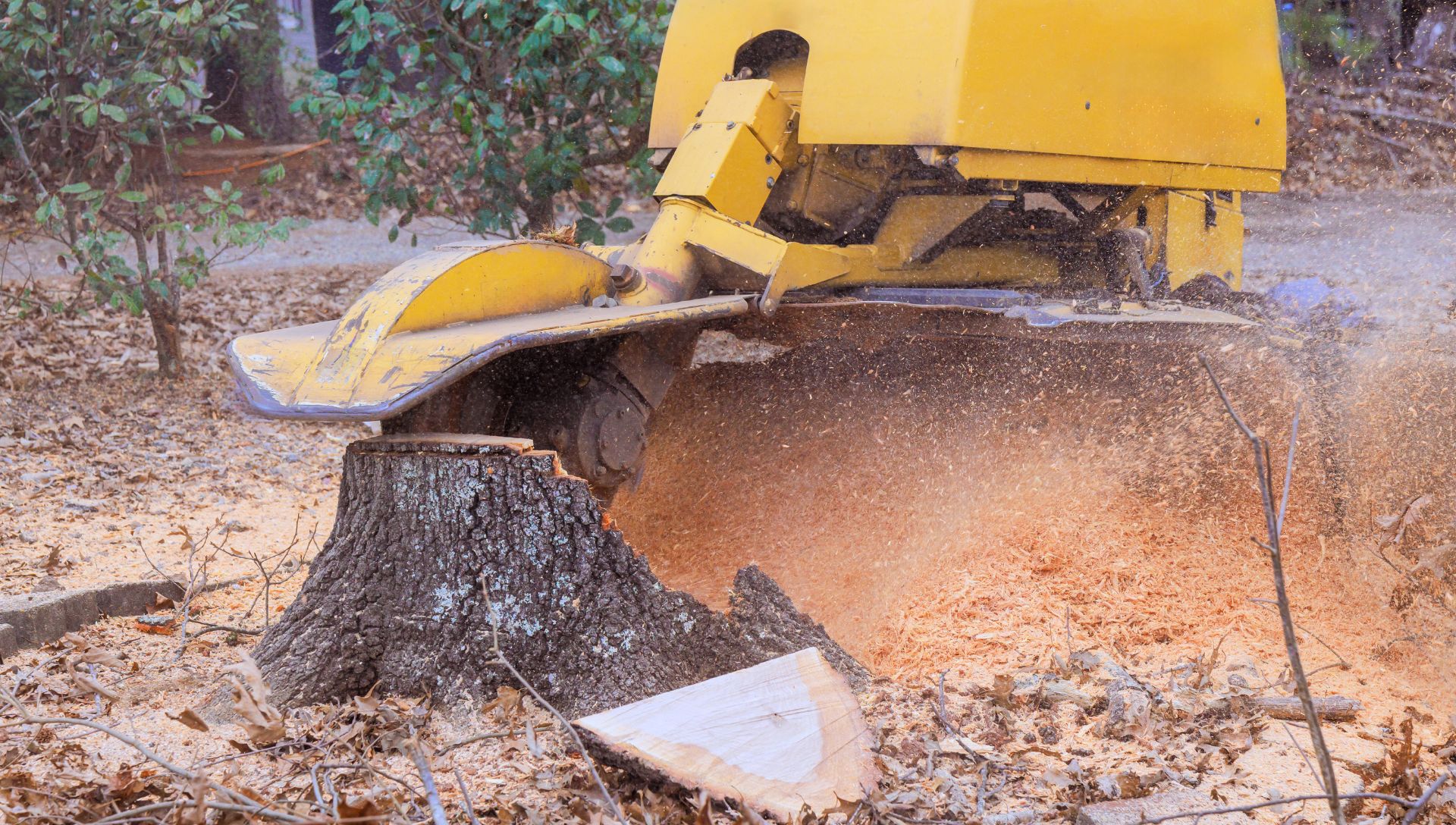 Why Stump Grinding Is Important for Your Property+