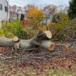 24/7 Emergency Tree Service