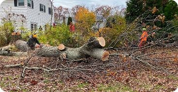 24/7 Emergency Tree Service