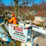 Electricity Line Clearing
