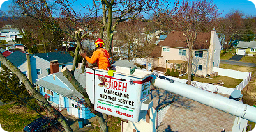 Electricity Line Clearing