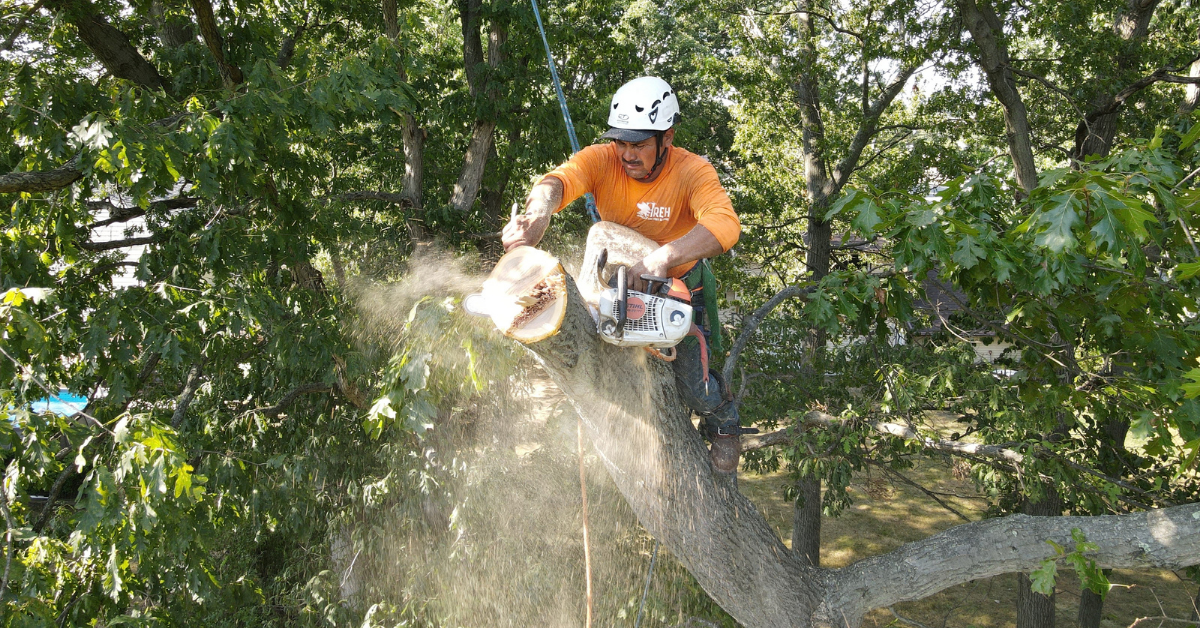 Jireh Landscaping & Tree Service crew removing a hazardous tree from a Central New Jersey property