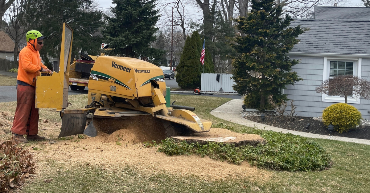 Jireh Landscaping & Tree Service technician operating a stump grinder in a Central New Jersey yard
