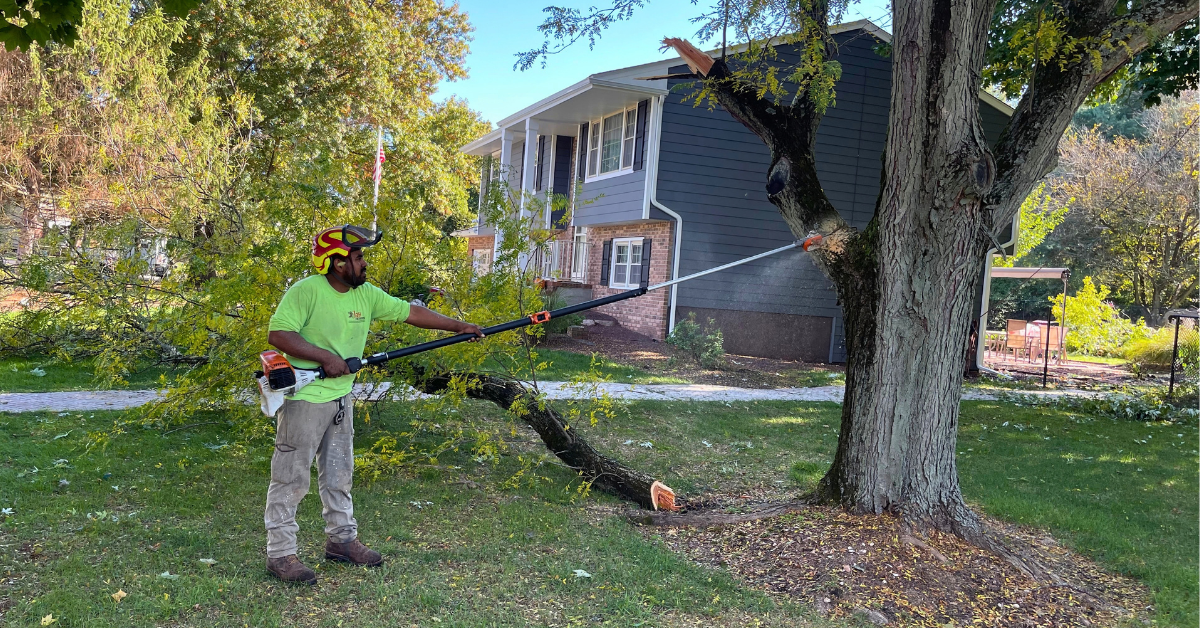 Jireh Landscaping & Tree Service technician trimming tree branches on a Central New Jersey property