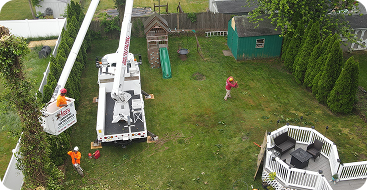 Shrub Removal and Trimming
