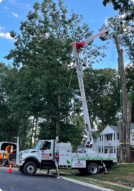 Tree Removal Permits in Princeton and Central Jersey