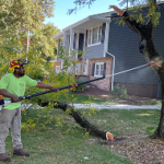 Tree Trimming and Pruning