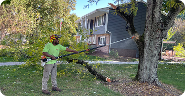 Tree Trimming and Pruning