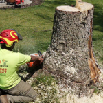 Tree Removal