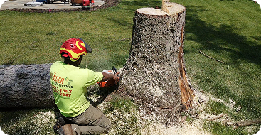 Tree Removal
