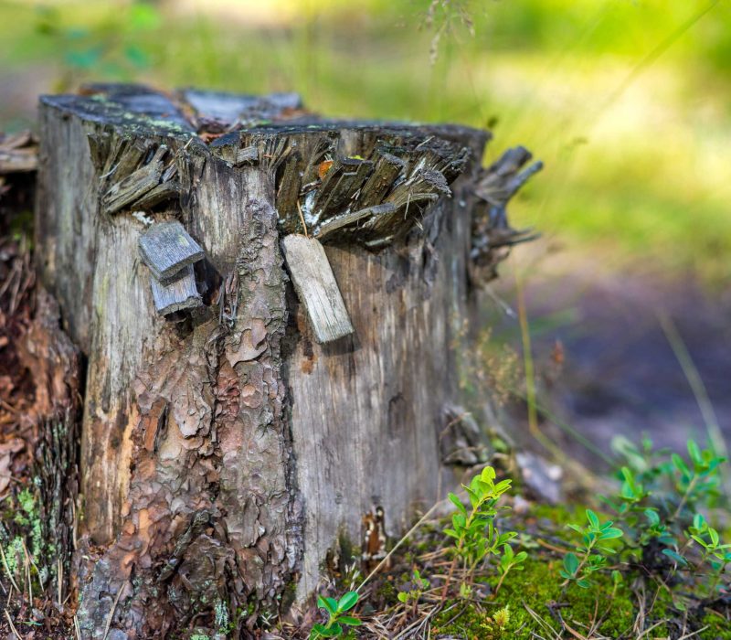 one-old-destroyed-tree-stump-closeup-foreground-against-background-indistinct