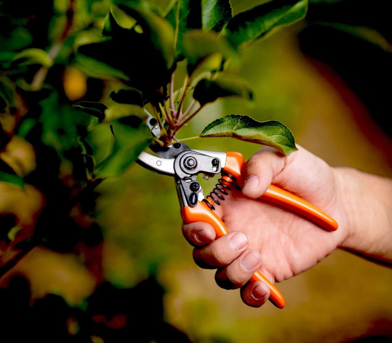 pruning-image-new