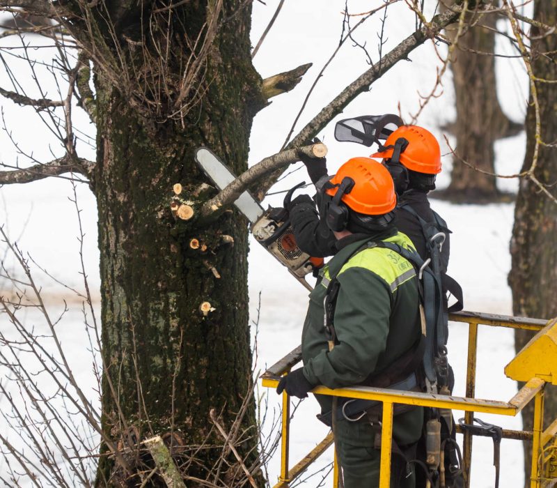 spring-pruning-workers-sawed-off-tree-branches-park